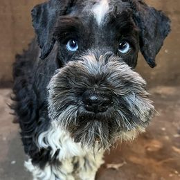 Miniature Schnauzers from Mountain View Miniature Schnauzers
