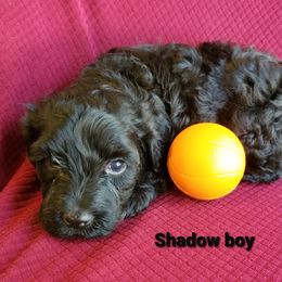 Portuguese Water Dogs from Wood's Edge Portuguese Water Dogs