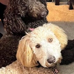 Goldendoodles and Shih Tzus from Angel Companions Farm