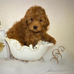 Aussiedoodle, Cockapoo, and Goldendoodle Puppies from West Coast Doodles