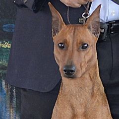 Whisper - German Pinscher
