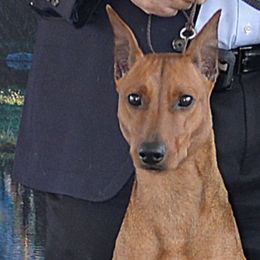 Whisper - German Pinscher