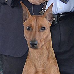 Whisper - German Pinscher