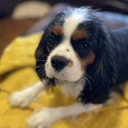 Cavalier King Charles Spaniels from Jones Grove Puppies