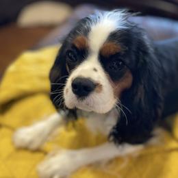 Cavalier King Charles Spaniels from Jones Grove Puppies