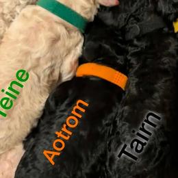 Aotrom - Black male Poodle puppy in Vail, Arizona from Semper Poodelis