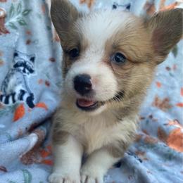 Green - White and red male Pembroke Welsh Corgi puppy in Beulaville, North Carolina from Windy Acres Pembroke Welsh