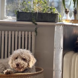 Lagotti Romagnoli from Lagotto Amore Breeders