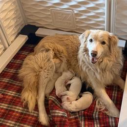 Cricket ( Merle- cryptic) - Border Collie