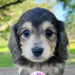 Blue and Cream Boy - Blue and cream male Dachshund puppy in Houston, Texas from L&L 4D Dancer’s Dachshunds