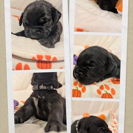 Black collar - Black male Cane Corso puppy in Va Beach, Virginia from Guardian Corso's