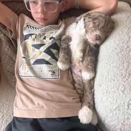 Goldendoodle and Golden Mountain Doodle Puppies from Howard Hills Doodles