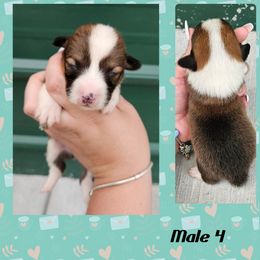 Male 4 - Sable male Pembroke Welsh Corgi puppy in Unicoi, Tennessee from Unaka Mountain Corgis