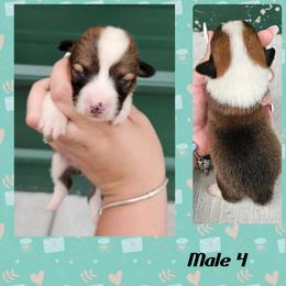Male 4 - Sable male Pembroke Welsh Corgi puppy in Unicoi, Tennessee from Unaka Mountain Corgis