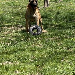 Belgian Malinois All Grown Up from Detto Fatto Malinois