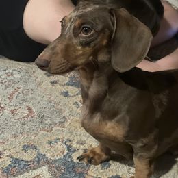 Dachshund puppies from Royal T Miniature Dachshunds