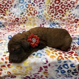 Red - Sable female Poodle puppy in Houma, Louisiana from Smart Azz Poodles