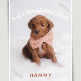 Hammy - Red  male Goldendoodle puppy in New Lenox, Illinois from New Doods On The Block