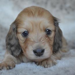 Dachshund Puppies from Dreamheart Dachshunds