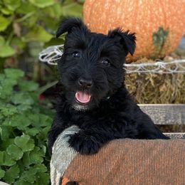 Scottish Terriers from Steinway Scotties