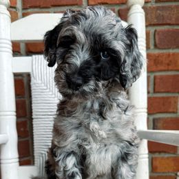 Aussiedoodle Puppies from Ridgeline Doodles