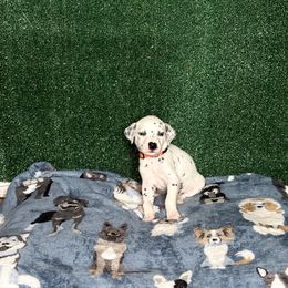 Dalmatian Puppies from Xzayvius Stitt