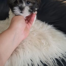 Shih Tzu Puppies from Pup Paw-lace