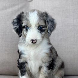 Coco - Blue merle female Aussiedoodle puppy in Decatur, Illinois from Signature Doodles