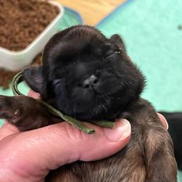 Howard - Black and tan male Shih Tzu puppy in Bloomfield, Indiana from Meihem Pups