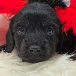 Mystic - Black male Dachshund puppy in Nine Mile Falls, Washington from River Run Doxies