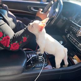 French Bulldog Puppies from FrenchKiss Frenchies