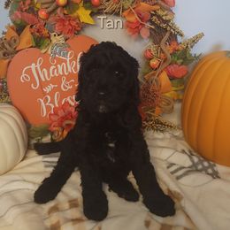 Goldendoodle Puppies from Channys Doodles