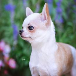 BOSS - Fawn and white male Chihuahua puppy in Monterey County, California from Dei’s Chihuahuas