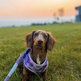 Dachshund and Miniature Schnauzer Puppies from The Bossy Doxie Farm