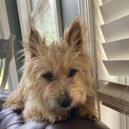 Jack - Cairn Terrier