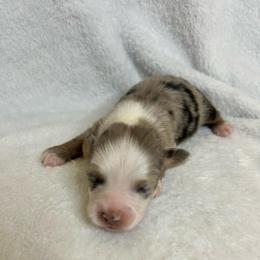 Waylon - Blue merle male Australian Shepherd puppy in Beach City, Texas from Salt N Sass Aussies