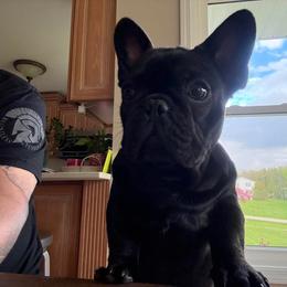 Booker - French Bulldog