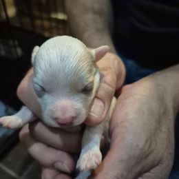 Spot - Black & white male Maltipoo puppy in Everett, Washington from Meadows Ranch