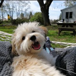 Havanese and Rottweiler Puppies from AKC Rottweilers and Havanese