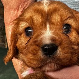 Cavalier King Charles Spaniel Puppies from Crosby's Cavaliers