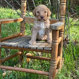 Latte - Apricot male Labradoodle puppy in Batesville, Arkansas from Morris Farmyard