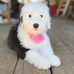 Glinda - Black and white female Old English Sheepdog puppy in Chattanooga, Tennessee from River City Doodles TN