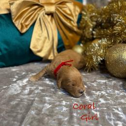 Coral - Red  female Goldendoodle puppy in Rockville, Minnesota from Bracha Poodles & Doodles