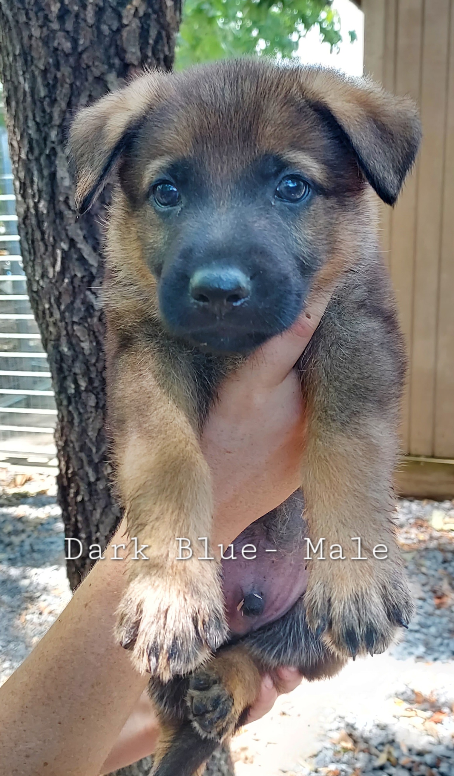 German Shepherd Puppies from Hanson Hill Farm, LLC