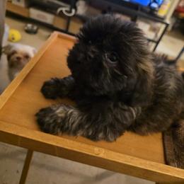 King - Brindle male Shih Tzu puppy in Englewood, New Jersey from Sincerely Paws