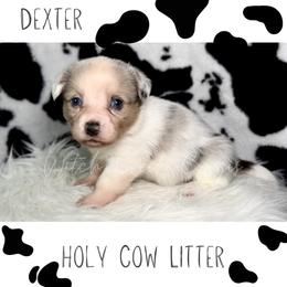 Dexter - Blue merle and white male American Corgi puppy in Greenwood, Indiana from Witch Creek Corgis