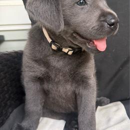 Nova Grace- White - Charcoal female Dilute Retriever puppy in Marion, Illinois from Summer Lovin’ Labradors of Southern Illinois
