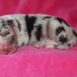 Tabloid - Blue merle female Australian Shepherd puppy in Watkins, Colorado from FoxRest Australian Shepherds