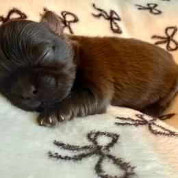 Hershey - Chocolate male Shih Tzu puppy in Sherman, Texas from Shannon’s Sugar Sweet Shih Tzu’s