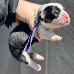 Nana fluffy (purple) - Black and tan female American Corgi puppy in East Oakdale, California from Rhettro Kennels